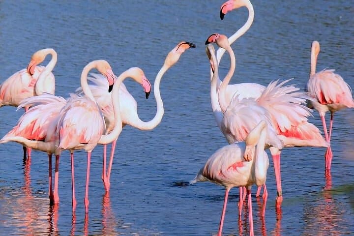 Arles and Camargue Full Day Private Tour from Marseille or Aix