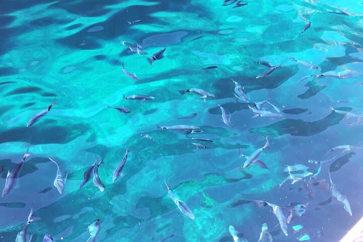 Oblade, underwater fauna