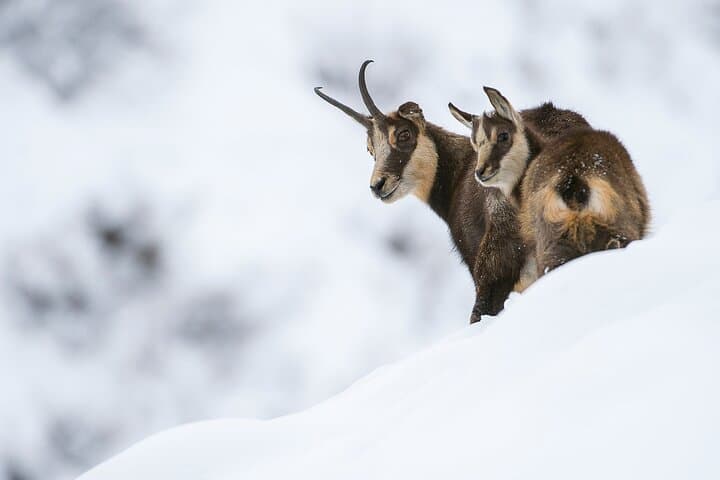 Private Animal Observation in Megève