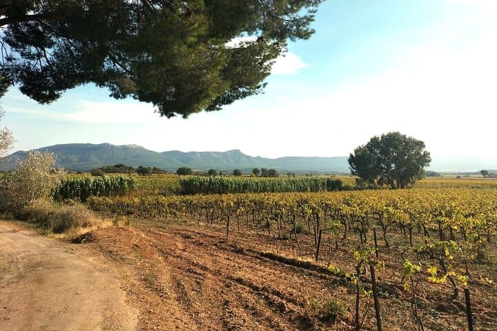 Aix-en-Provence Local Wine Tour : Aperitif, Pétanque & Villages