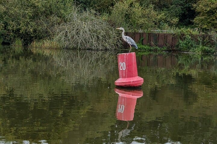 Ash heron - Bird watching at the end of the day, quiet..