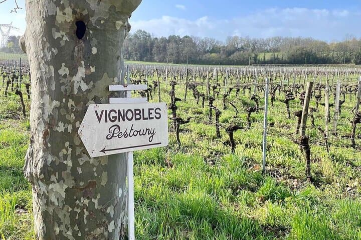 Bordeaux: Explore an Organic Family Vineyard with Tasting