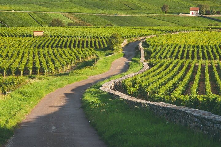 Vines
