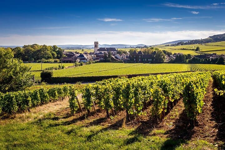 Vines
