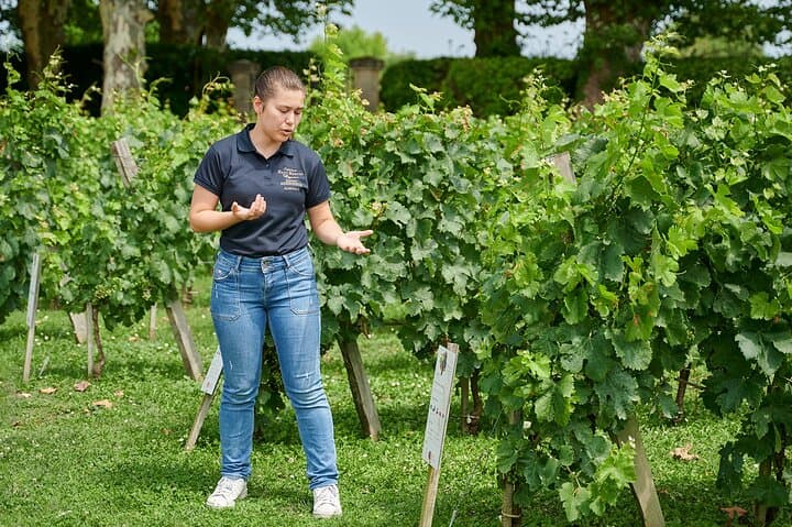 Discovery Tour of Château Haut Breton Larigaudière