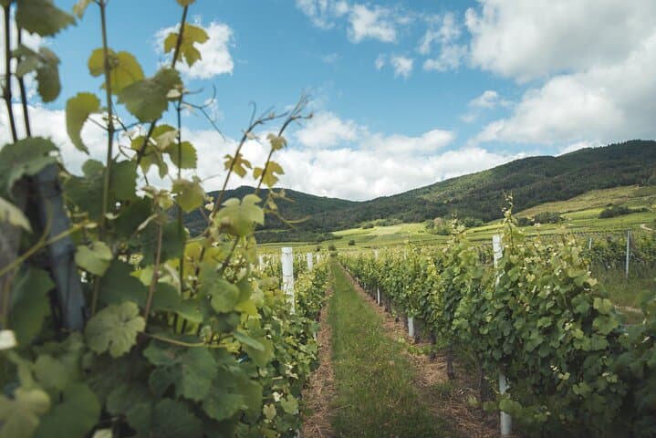 The Vineyard of Alsace