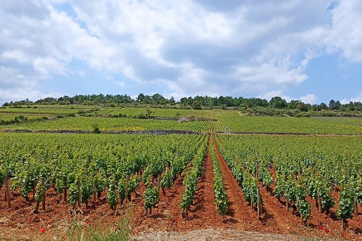 Wine-Tour SUD BURGUNDY: The Maconnais and the Crus du Beaujolais