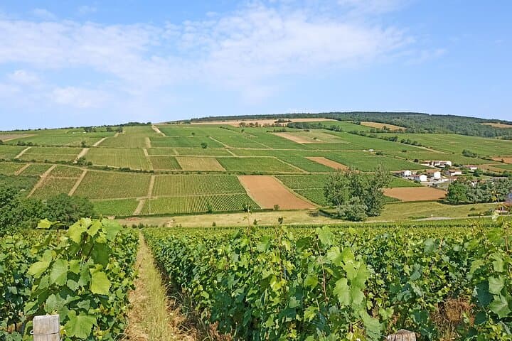 Wine-Tour SUD BURGUNDY: The Maconnais and the Crus du Beaujolais