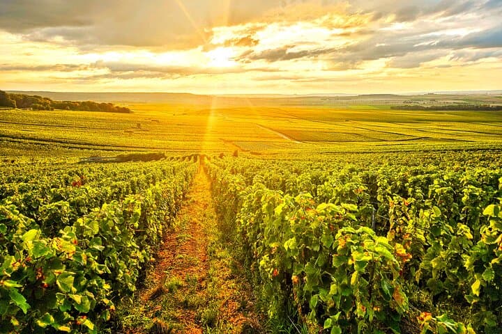 See amazing sights in the Champagne vineyards.