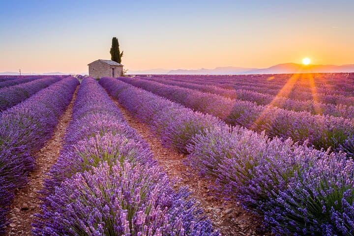 Lavender fields of Valensole
