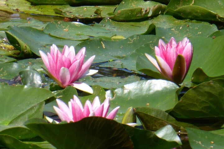 Giverny with small group