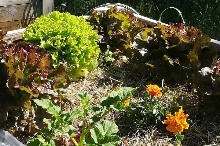 My vegetable garden