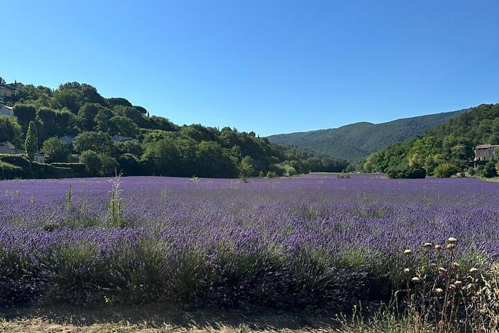 Provencal Elegance Lavender Olive Oil and Pistachio