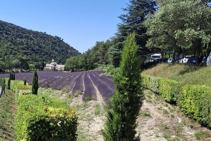 Provencal Elegance Lavender Olive Oil and Pistachio