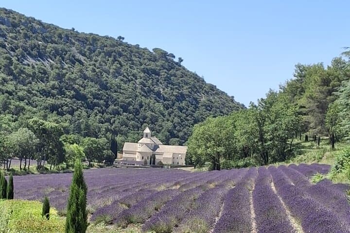 Provencal Elegance Lavender Olive Oil and Pistachio