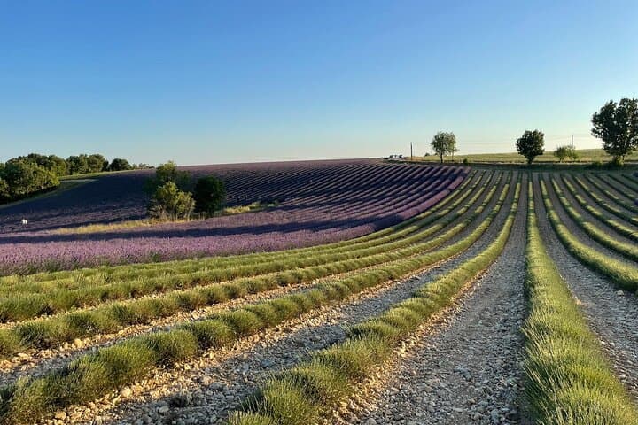 Provencal Elegance Lavender Olive Oil and Pistachio
