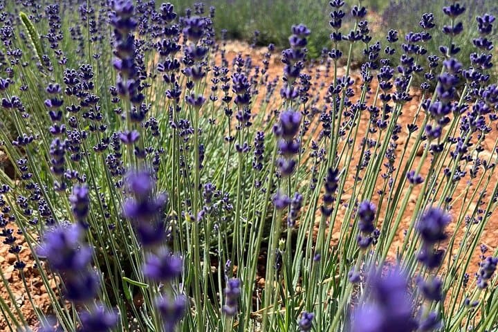 Provencal Elegance Lavender Olive Oil and Pistachio