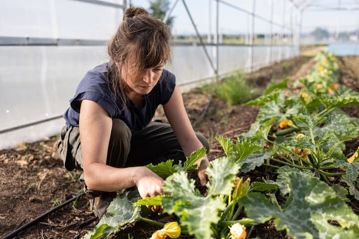 Vegetable garden