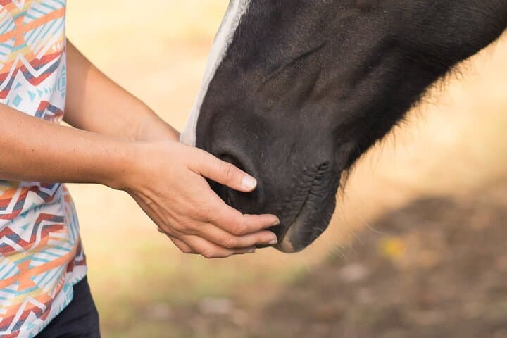 Equine coaching in Normandy Whispering in the ears of horses