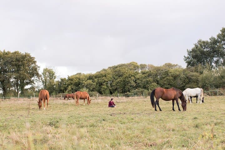 Equine coaching in Normandy Whispering in the ears of horses