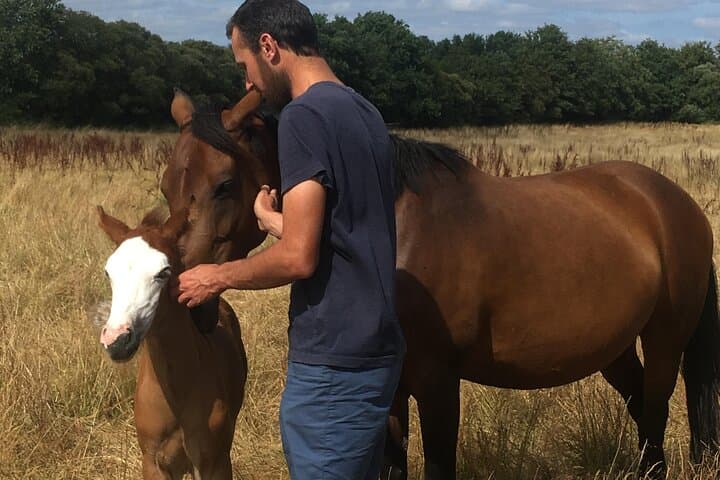 Equine coaching in Normandy Whispering in the ears of horses