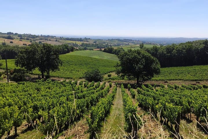Superb walk in the heart of the vineyards around Toulouse, an immersion between nature and terroir for an unforgettable moment