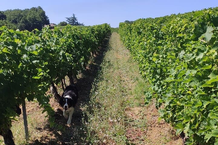 A privileged moment at the winemaker's, in the heart of his vineyards, for an authentic immersion in his universe