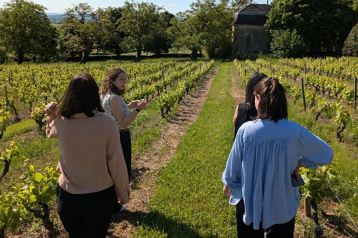 Beaujolais vineyard visit with passionate experts