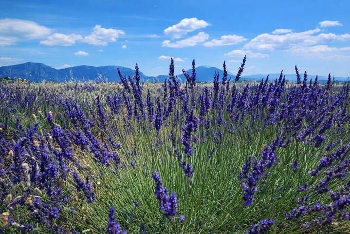 Wild lavender fields · Mountain backdrops · Seasonal highlights