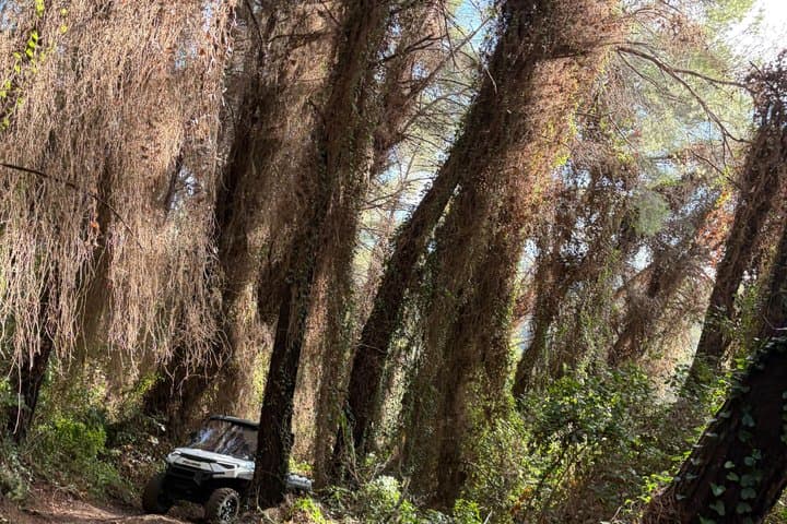 Cassis Domaine forest des janots and route des ridges en Buggy