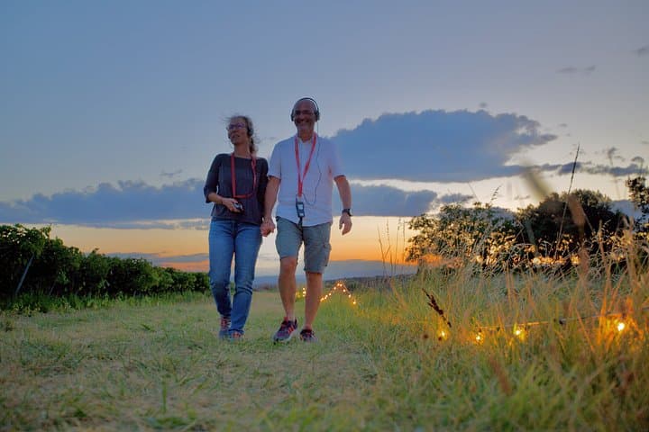 Between Vineyards and Night Lights Vineyard Adventure