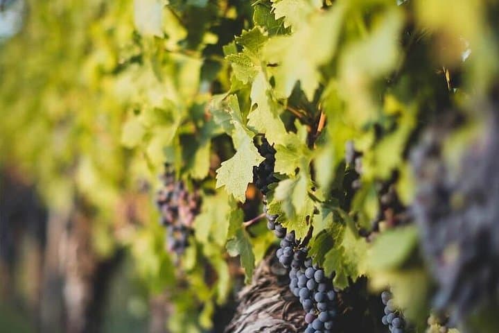 Médoc Afternoon Wine Tour | Margaux Châteaux & French Aperitif