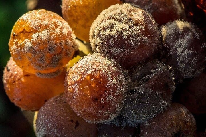 Sauternes and Pessac Leognan Full Day experience