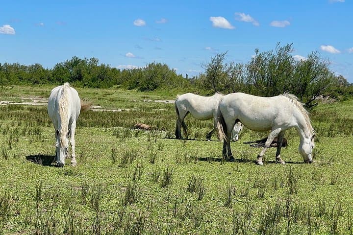 Day in Camargue Aigues-Mortes and St Marie de la mer