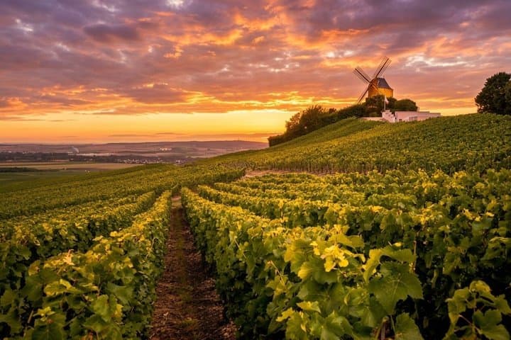 Champagne Wine Tour: Self-Guided GPS Audio Guide from Reims
