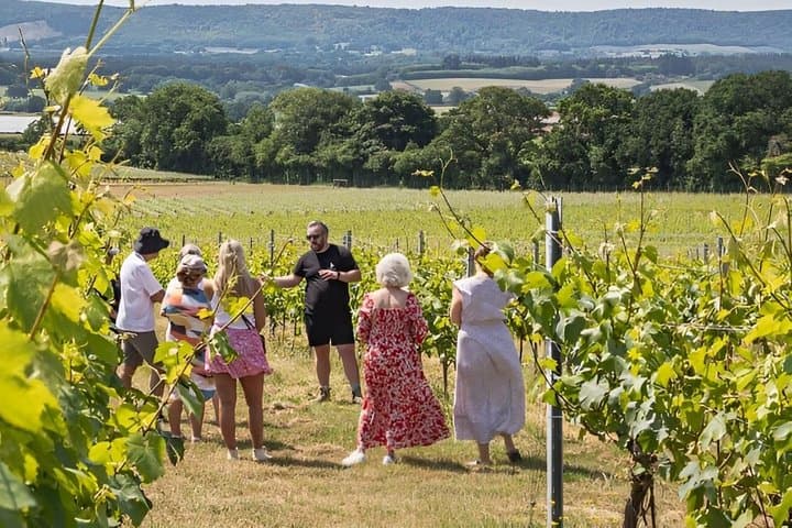 Private Cross Border Wine Tour Alsace and Kaiserstuhl Experience