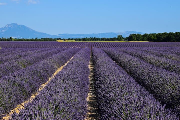Valensole Lavender Fields & Moustiers Private Tour from Marseille