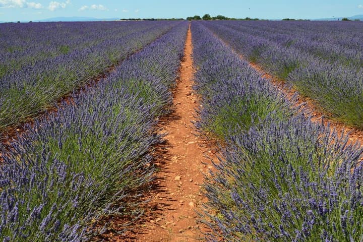 Valensole Lavender Fields & Moustiers Private Tour from Marseille